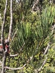 Allocasuarina zephyrea