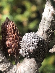 Allocasuarina zephyrea