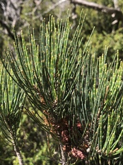Allocasuarina zephyrea