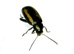 Phyllotreta vittula