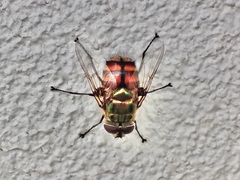 Chrysorutilia