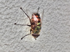 Chrysorutilia
