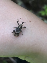 Orthorhinus