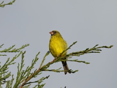 Crithagra hyposticta