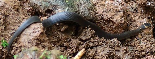 Northern Dwarf Crowned Snake