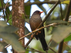 Turdus abyssinicus