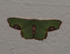 Spaniocentra apatelloides