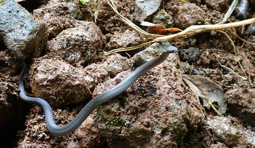 Northern Dwarf Crowned Snake