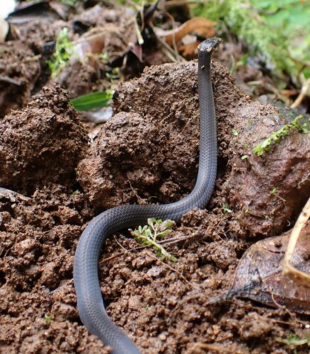 Northern Dwarf Crowned Snake