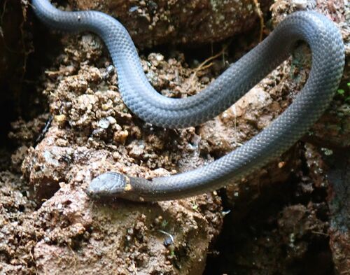 Northern Dwarf Crowned Snake