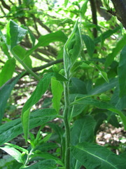 Euphorbia squamosa