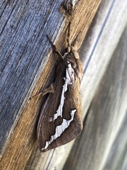 Abantiades latipennis