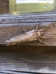 Abantiades latipennis