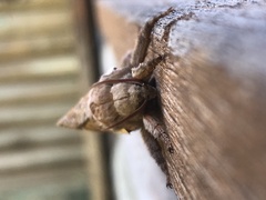 Abantiades latipennis