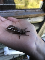 Abantiades latipennis