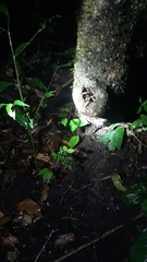 Megaphobema mesomelas