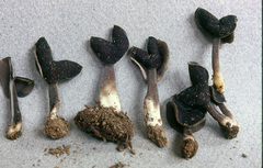Helvella atra