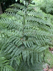 Calochlaena dubia