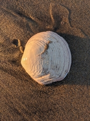 Semele decisa