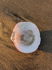 Semele decisa