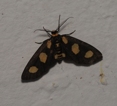 Pseudeuchromia maculifera