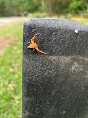 Arkyidae