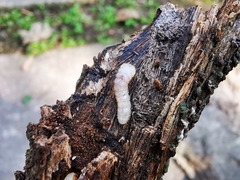 Cerambycoidea