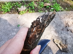 Cerambycoidea