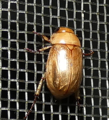 Cyclocephala