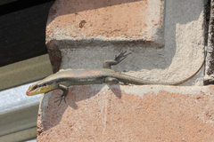 Trachylepis wahlbergii