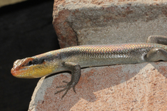 Trachylepis wahlbergii