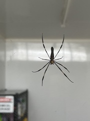 Nephila