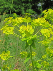 Euphorbia