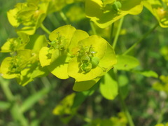 Euphorbia