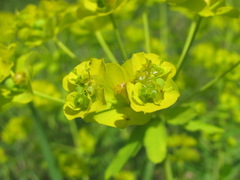 Euphorbia