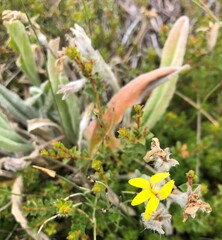 Goodenia robusta