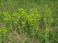 Euphorbia