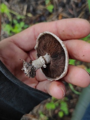 Agaricus