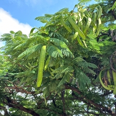 Vachellia sieberiana