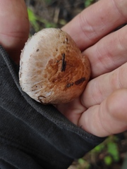 Agaricus