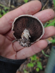 Agaricus