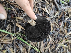 Agaricus
