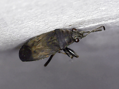 Stygnocoris