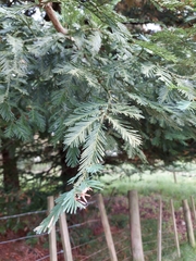 Sequoia