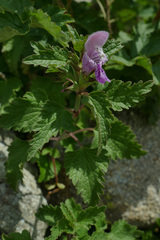 Lamium garganicum