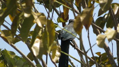 Phaenicophaeus tristis