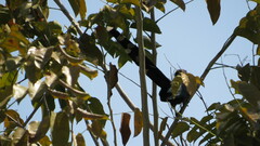 Phaenicophaeus tristis