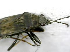 Stygnocoris