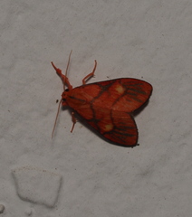 Sarbine flavodiscalis