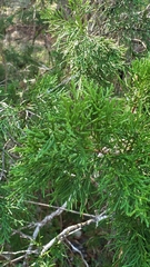 Chamaecyparis thyoides